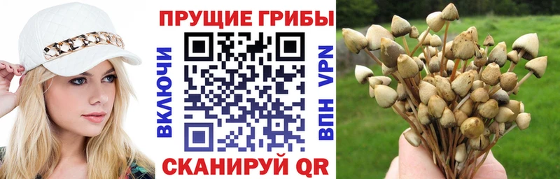Купить  Дудинка  Псилоцибиновые грибы Magic Shrooms 
